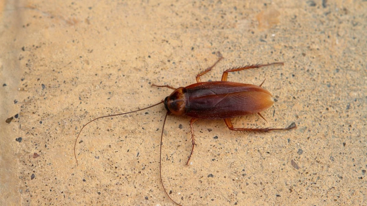 Gândaci de bucătărie